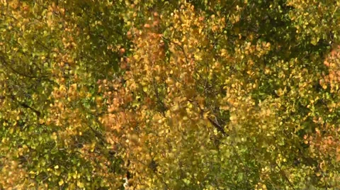 Close up Of Aspens in Fall Vídeos de archivo 30589749