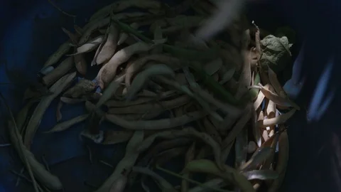 Close-up, Aspicas Asparagus Falling into the Iron Trough Stock Footage 88205488