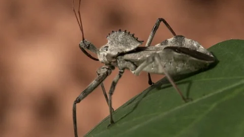 Close of an assassin bug on a cotton leaf as he launches into flight, 4K. Stock Footage 113766064