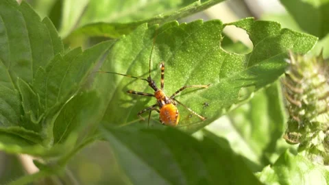 Close Up Of Assassin Bug Nymph On Green Foliage Stock Footage 328842329