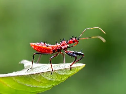 Close up of assassin bug Photos