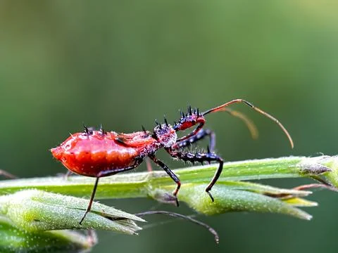 Close up of assassin bug (Reduviidae) Stock Photos