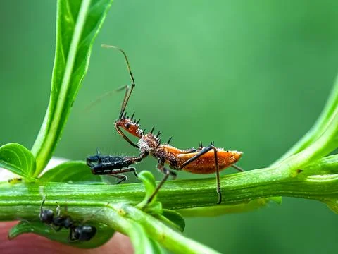 Close up of assassin bug (Rhynocoris iracundus) Photos