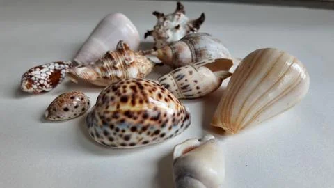 Close Up of Assorted Exotic Sea Shells on Display Stock-Fotos