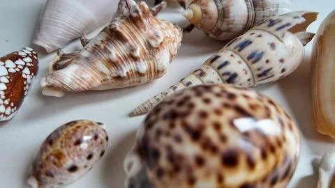 Close Up of Assorted Exotic Sea Shells on Display Stock Photos