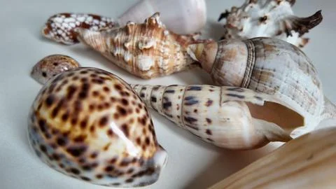 Close Up of Assorted Exotic Sea Shells on Display Stock Photos