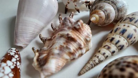 Close Up of Assorted Exotic Sea Shells on Display Stock Photos