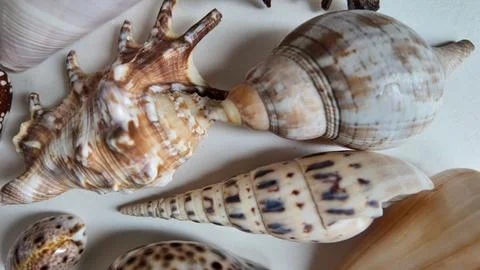 Close Up of Assorted Exotic Sea Shells on Display Stock-Fotos