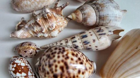 Close Up of Assorted Exotic Sea Shells on Display Stock Photos