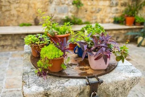 Close-up of assorted potted plants on a stone surface. Mediterranean courtyar Stock Photos