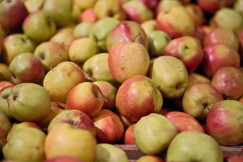 Close-Up of Assorted Ripe Apples Displayed on a Supermarket Shelf Background Stock Photos