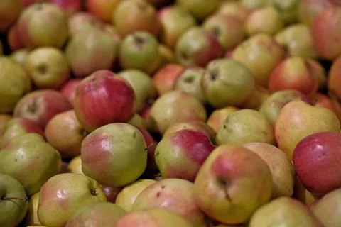 Close-Up of Assorted Ripe Apples Displayed on a Supermarket Shelf Background Stock Photos