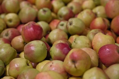 Close-Up of Assorted Ripe Apples Displayed on a Supermarket Shelf Background Stock Photos