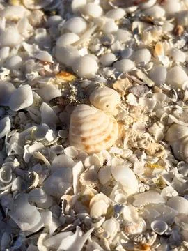 Close-Up of assorted seashells on a sandy beach during golden hour Stock Photos