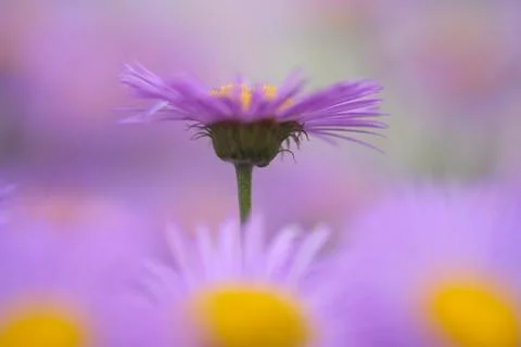 Close-up of Aster Flowers Stock Photos