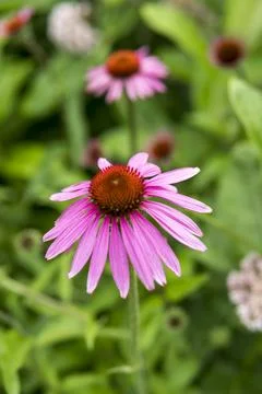 Close up of Asteraceae Foto stock
