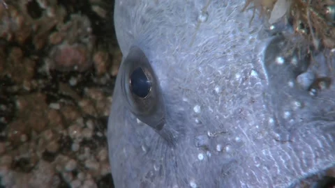 Up Close With an Atlantic Catfish. A Sea Wolf Portrait Stock Footage 326071027