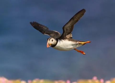 Close up of Atlantic puffin in flight a Stock Photos