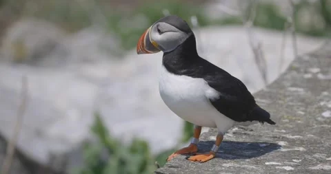 Close up of Atlantic Puffin looking around perched on rocks in Maine Stock Footage 333698570