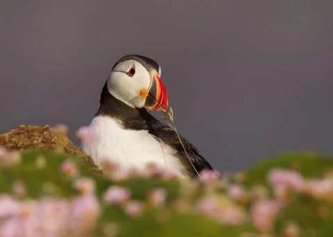 Close-up of Atlantic puffin with nesting material Stock Photos