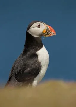 Close-up of Atlantic puffin with nesting material Stock Photos