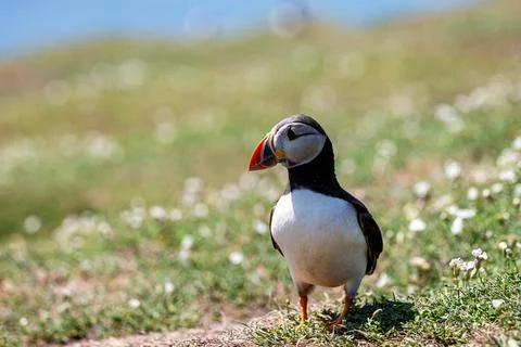 A Close Up of an Atlantic Puffin Stock Photos