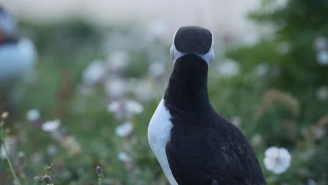 Close Up Atlantic Puffin Portrait with Shallow Depth of Field Out of Focus Vídeos de archivo 338417104