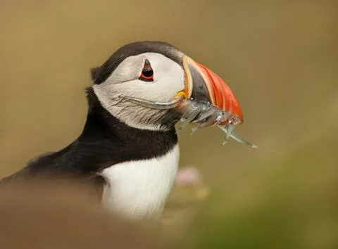 Close-up of an Atlantic puffin with sand eels Stock Photos