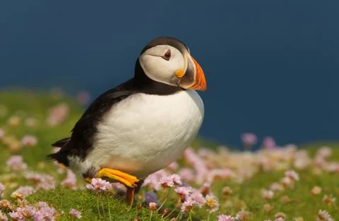 Close-up of Atlantic puffin walking Foto stock