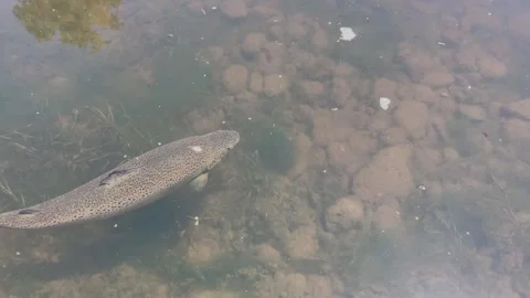 Close up atlantic salmon 動画素材 282401499