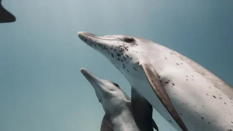 Close up of Atlantic Spotted Dolphins Stock-Footage 316172743