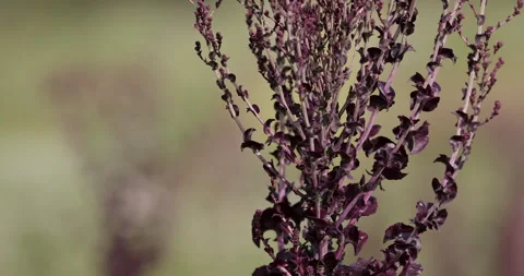 Close-up of Atriplex hortensis bush in a field with young leaves Video stock 322175564