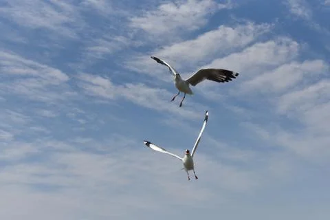 Close-up of an attacking seagull flapping its wings against a cloudy blue sky Stock Photos