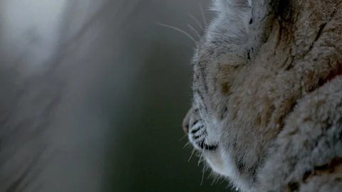 Close-Up of an attentive bobcat looking around Stock Footage 113230748