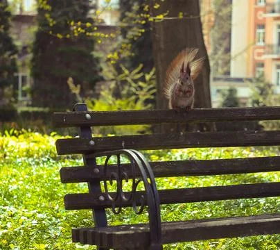 Close up attentive squirrel sitting on back bench concept photo Stock Photos