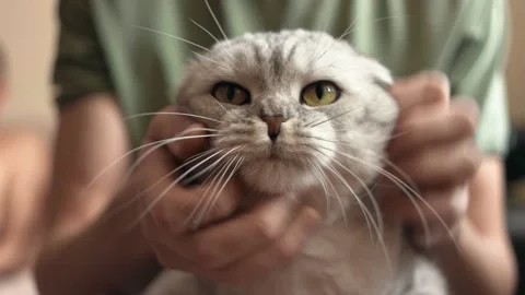 Close-up of an attractive gray cat sitting in the arms Video stock 151920448