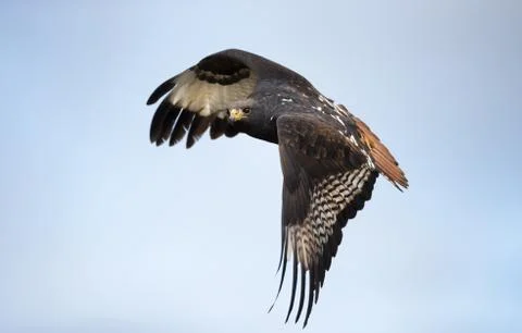 Close up of an Augur buzzard in flight Stock Photos