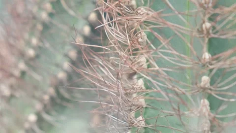 Close-up of an Australian cactus, sharp cactus needles. A wild plant in the Stock Footage 252932440