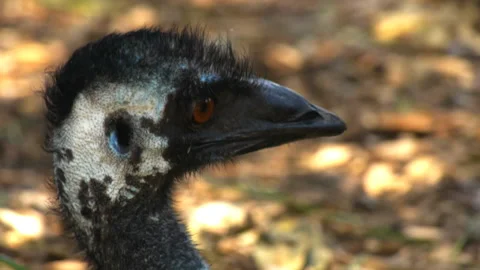 Close up of an Australian emu Stock Footage 132375299