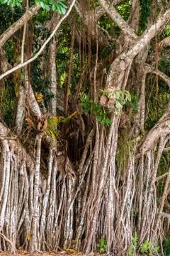 Close up of an Australian fig tree Foto stock