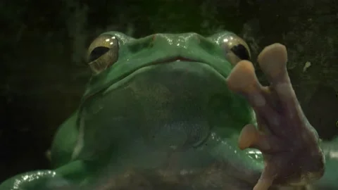 Close-up of an Australian green tree frog (Ranoidea caerulea) Stock Footage 166272858