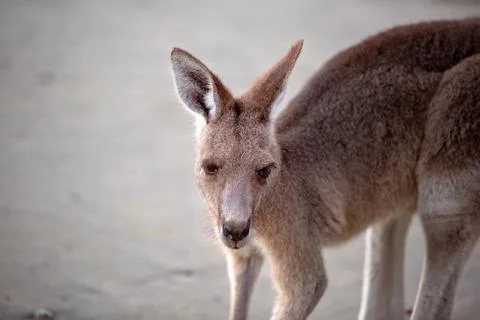 Close Up Of An Australian Kangaroo On The Beach Stock Photos