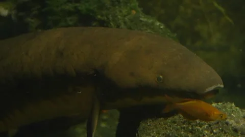 Close up of Australian lung fish Stock Footage 266685995