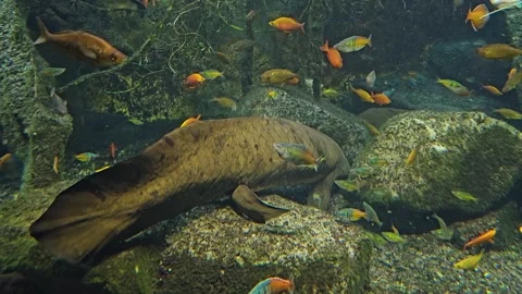 Close up of an australian lung fish Stock-Footage 269551025