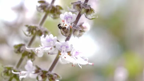 Close Up Of Australian Native Bee Pollinate Flower Stock Footage 312248528