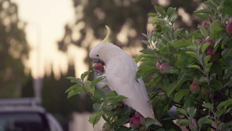 CLOSE UP Australian Native Cockatoo Picking Seeds From Apple Tree Stock Footage 326706568