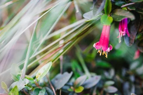 Close up of australian native correa with red flowers in sunny backyard Stock Photos