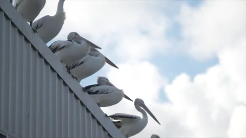 Close up of Australian pelicans perched in a row on a corrugated metal roof Vídeo Stock 332681737