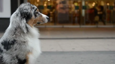 Close-up of an australian shepherd sitting in a crowded street Stock Footage 23303711