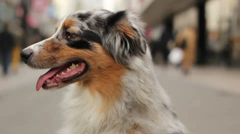Close-up of an Australian shepherd sitting in a crowded street Stock Footage 23304237